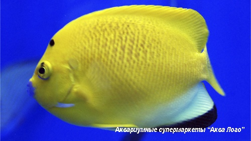 Аполемихт трехпятнистый (Синегубый ангел)  Apolemichthys trimaculatus (Holacanthus trimaculatus)