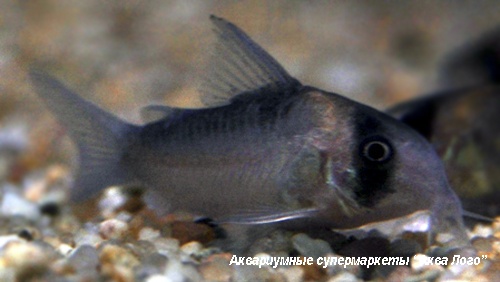 Коридорас Адольфа  Corydoras adolfoi