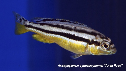 Меланохромис золотой  Melanochromis auratus