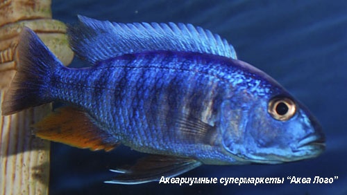 Хаплохромис васильковый  Sciaenochromis ahli (Haplochromis ahli)