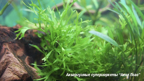 Микросорум крыловидный Винделов на коряге  Microsorum pteropus Windelov