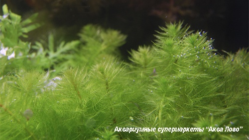 Перистолистник бразильский, Уруть водная  Myriophyllum aquaticum [M. brasilense, M. proserpinacoides]