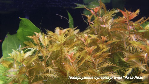 Прозерпинака болотная  Proserpinaca palustris