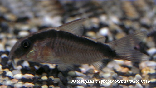 Коридорас дугополосый  Corydoras arcuatus