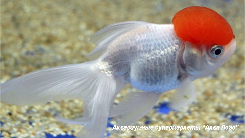 Оранда красная шапочка  Carassius auratus var.