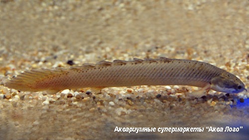Полиптерус сенегальский  Polypterus senegalus