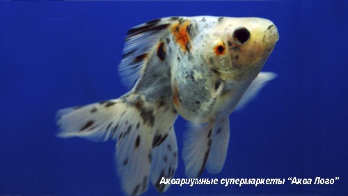 Риукин ситцевый  Carassius auratus var.