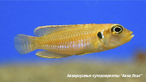 Лампрологус глазчатый золотистый  Lamprologus ocellatus var. aureus