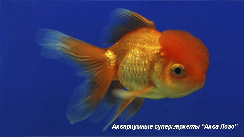 Оранда красная  Carassius auratus var.