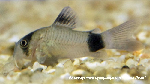 Коридорас панда  Corydoras panda