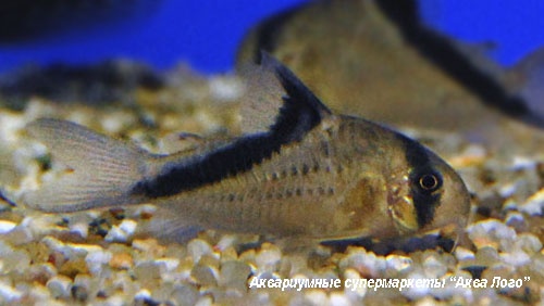 Коридорас Мелини (диагональнополосый)  Corydoras melini