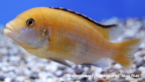 Лабидохромис церулиус - желтый  Labidochromis caeruleus var. Yellow