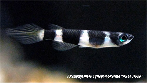 Эпиплятис факельный, Фундулус пламенный  Pseudepiplatys annulatus