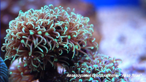 Кормление кораллов и питательные вещества