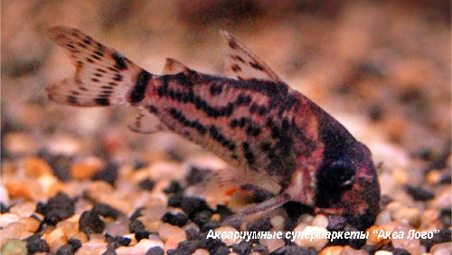 Коридорас Шварца  Corydoras schwartzi