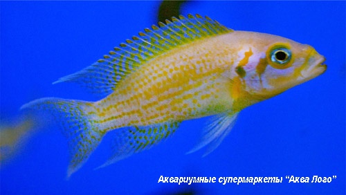 Принцесса желтая, вар. Даффодил  Neolamprologus pulcher var. Daffodil