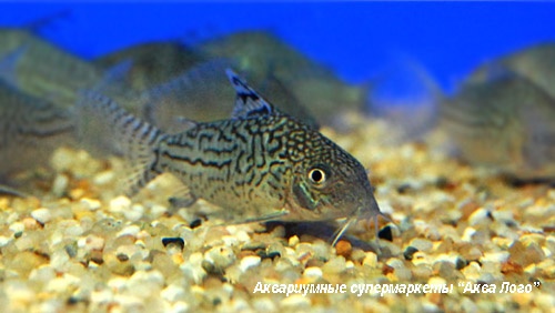 Коридорас содалис  Corydoras sodalis