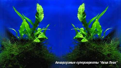 Микросорум крыловидный на кокосе  Microsorum pteropus