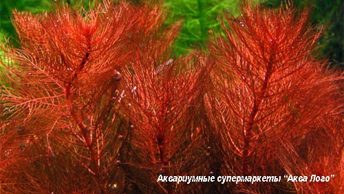 Перистолистник клубеньковый  Myriophyllum tuberculatum (M. indicum, M. tetrandum, M. spathulathum)