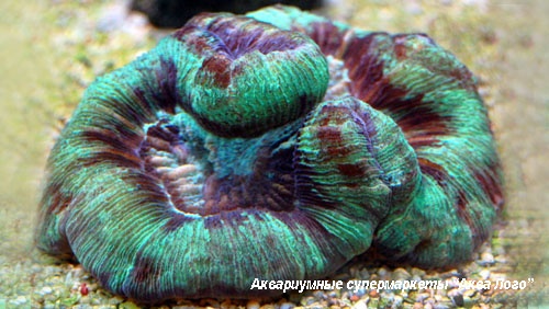 Трахифиллия Жофруа  Trachyphyllia geoffroyi