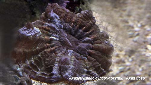 Сколимия  Scolymia sp.