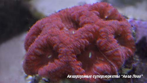 Бластомусса  Blastomussa sp.