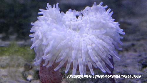 Актиния краснотелая  Macrodactyla doreensis (Actinia tenebrosa)