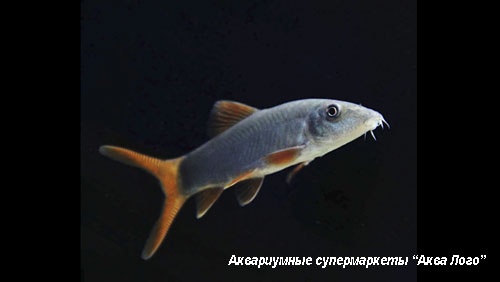 Боция модеста  Yasuhikotakia modesta (Botia modesta)