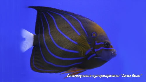 Ангел кольчатый (аннулярис)  Pomacanthus annularis