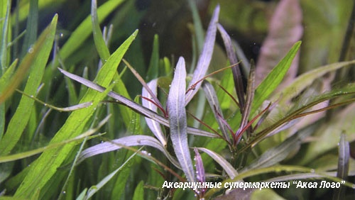 Гигрофила Арагуайя  Hygrophila sp. Araguaya sharp leaf