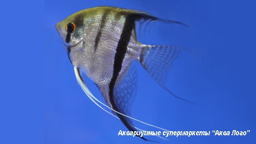 Скалярия зебра  Pterophyllum scalare var.