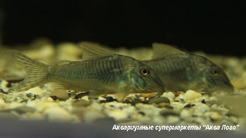 Коридорас зеленый  Corydoras septentrionalis