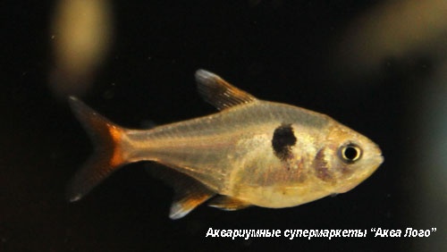 Орнатус (Фантом) желто-красный  Hyphessobrycon roseus (Megalamphodus roseus)