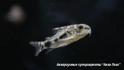 Коридорас хаброзус  Corydoras habrosus