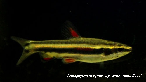 Нанностомус маргинатус  Nannostomus marginatus