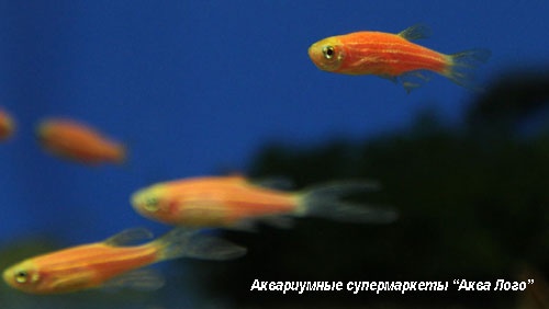 Данио рерио флуоресцентная (Glo Fish)  Danio rerio var. (Glo Fish) (Brachydanio rerio)