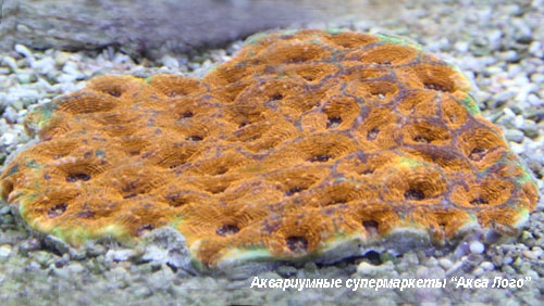 Акантастрея  Acanthastrea sp.