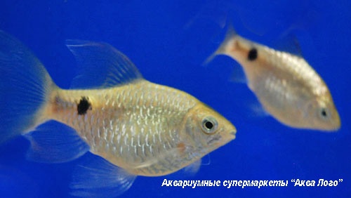 Барбус огненный (самка)  Puntius conchonius (Barbus conchonius)