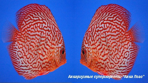 Дискус голубиная кровь - шахматная доска  Symphysodon aequifasciatus var.