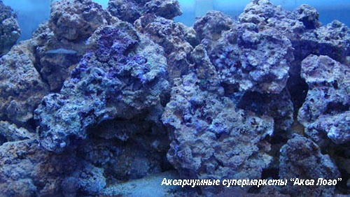 Живые камни для морского аквариума - фотогалерея живого товара Аква Лого