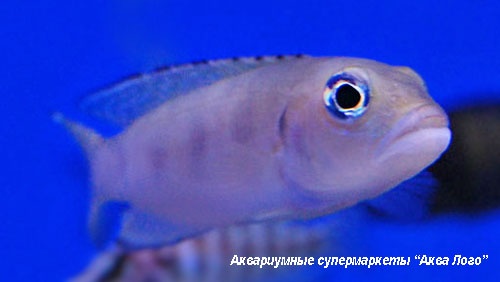 Лампрологус Буланжера  Neolamprologus boulengeri