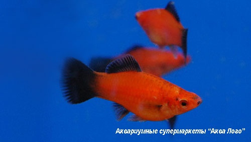 Меченосец чернохвостый  Xiphophorus hellerii var.