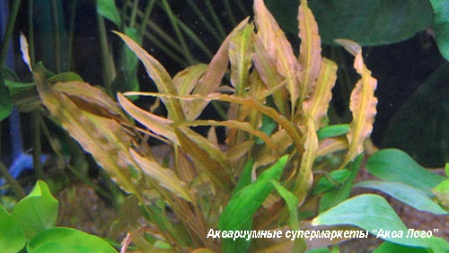 Криптокорина родственная  Cryptocoryne affinis