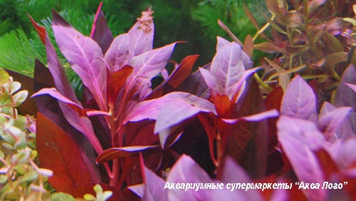 Ludwigia glandulosa