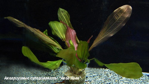 Эхинодорус Большой медведь  Echinodorus Groser Bar