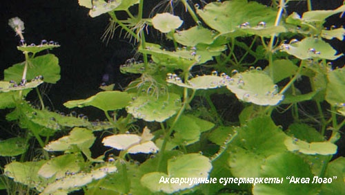 Щитолистник обыкновенный  Hydrocotyle vulgaris