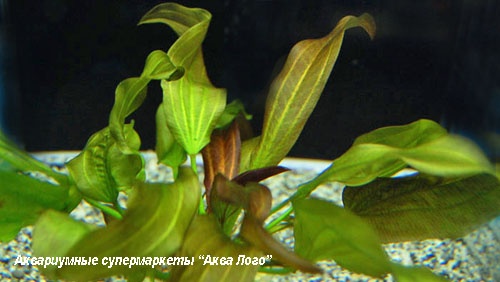 Эхинодорус фламме  Echinodorus Fancy twist