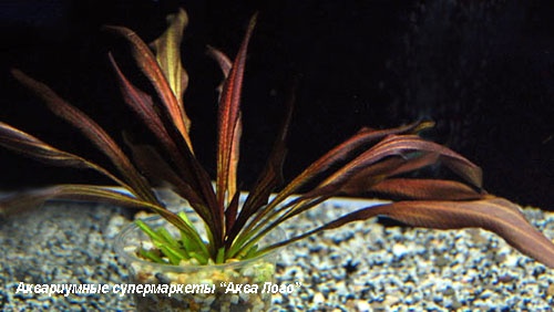 Эхинодорус фантастический цвет  Echinodorus Fantastic Color
