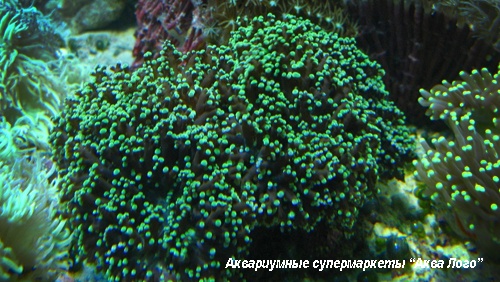 Эуфиллия  Euphyllia sp.