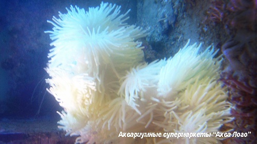 Актиния гетерактис малу  Heteractis malu (Radianthus malu)